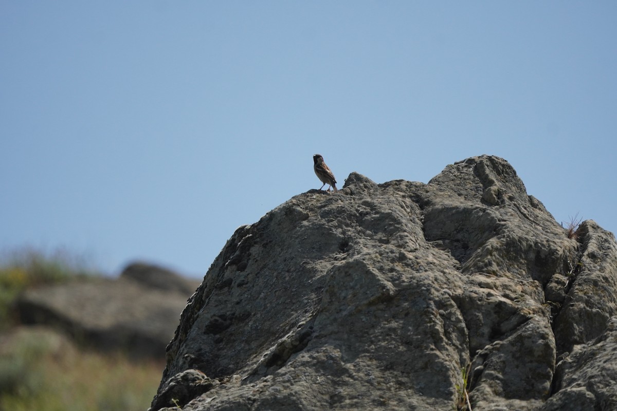 Spanish Sparrow - ML638215740