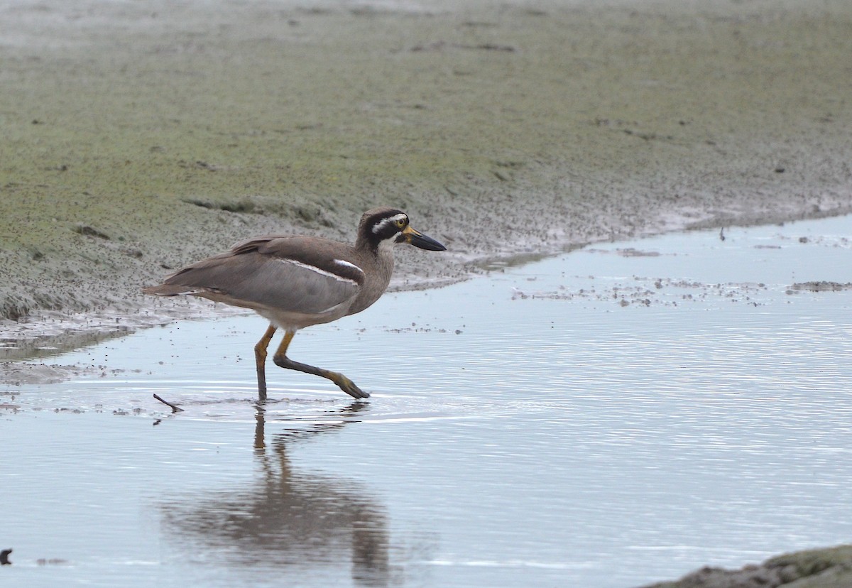 Beach Thick-knee - ML638215743
