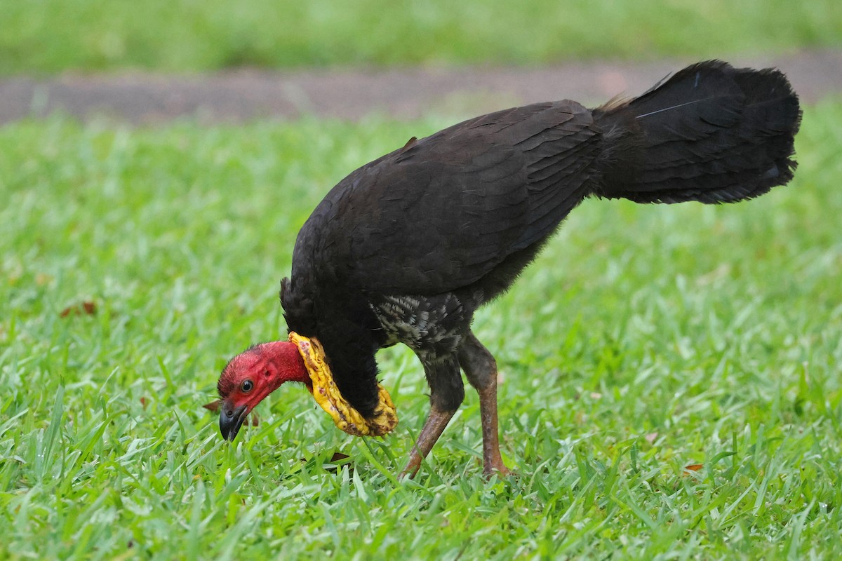 Australian Brushturkey - ML638215744