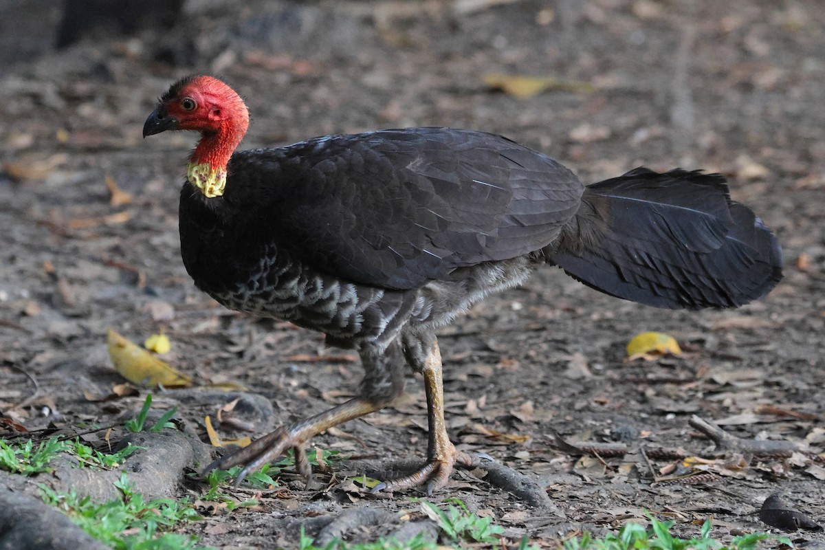 Australian Brushturkey - ML638215745