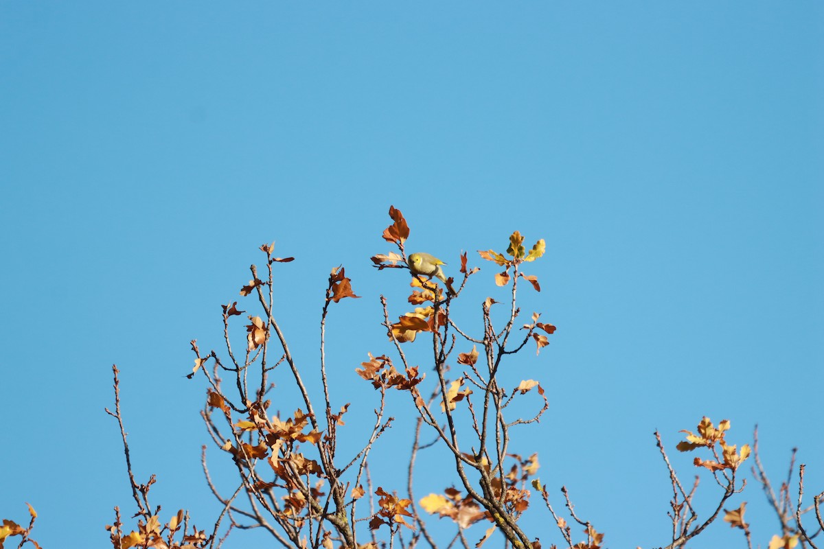 White-plumed Honeyeater - ML638215766