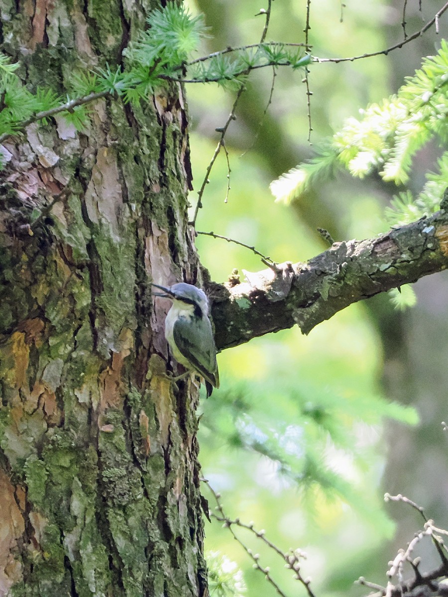 Eurasian Nuthatch - ML638215767