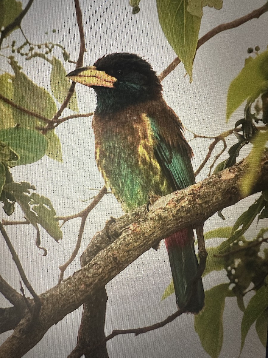Great Barbet - ML638215769