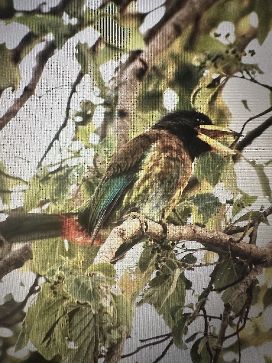 Great Barbet - ML638215770