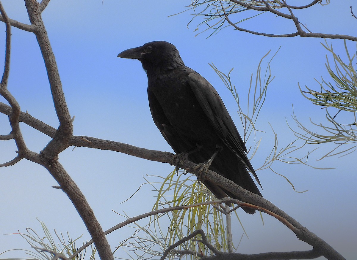 Torresian Crow - ML638215778