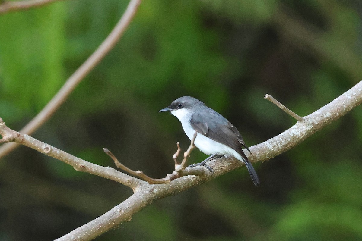 Mangrove Robin - ML638215779