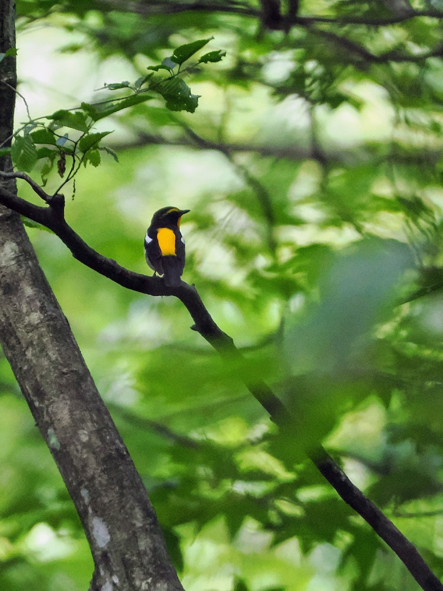 Narcissus Flycatcher - ML638215780