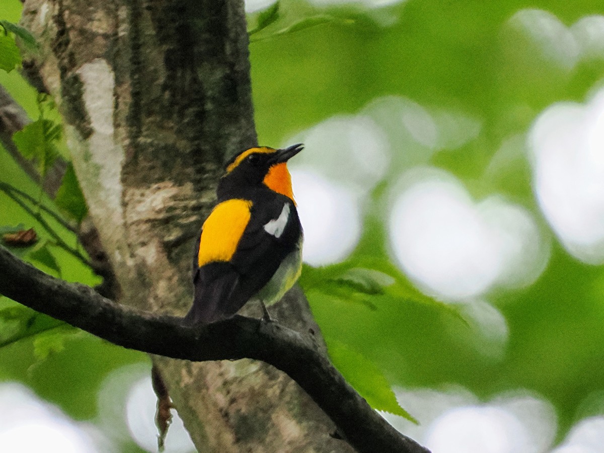 Narcissus Flycatcher - ML638215781
