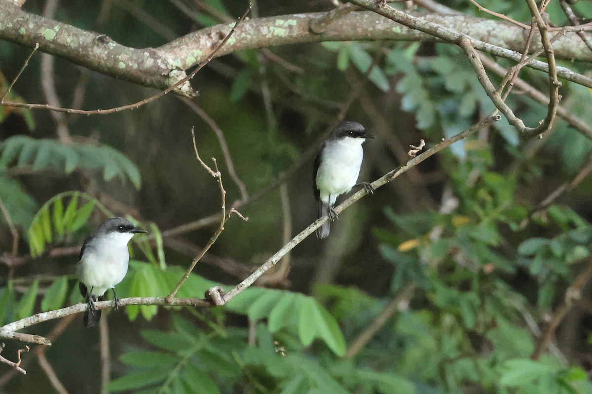 Mangrove Robin - ML638215782