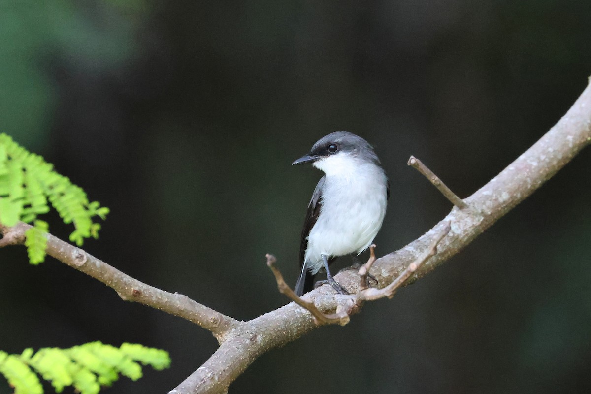 Mangrove Robin - ML638215783