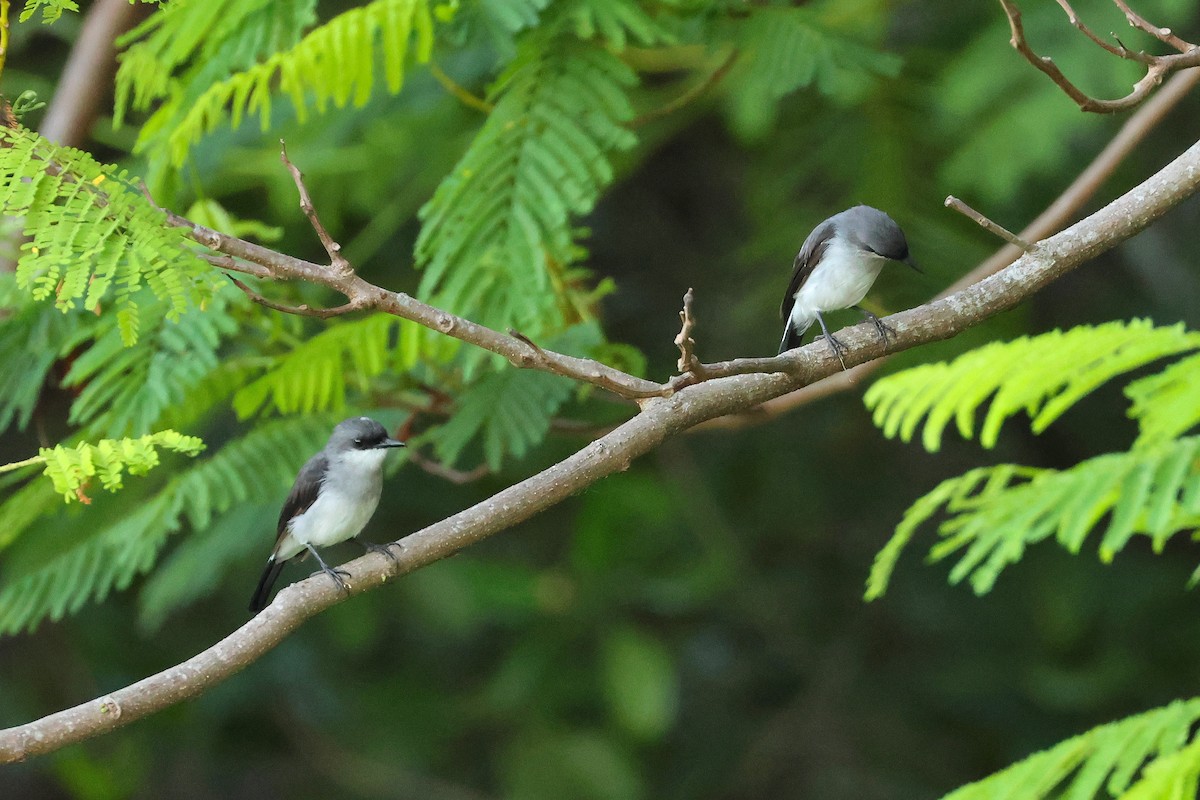 Mangrove Robin - ML638215784