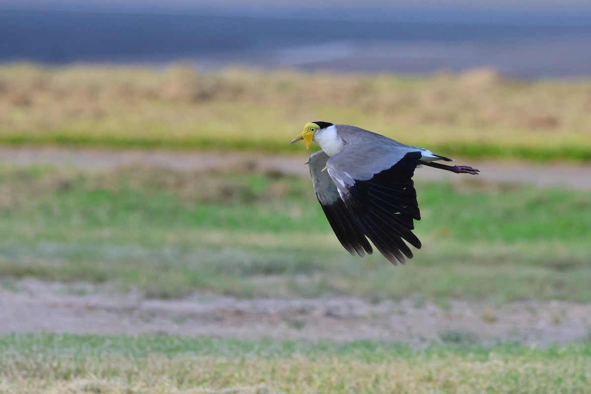 Masked Lapwing - ML638215786