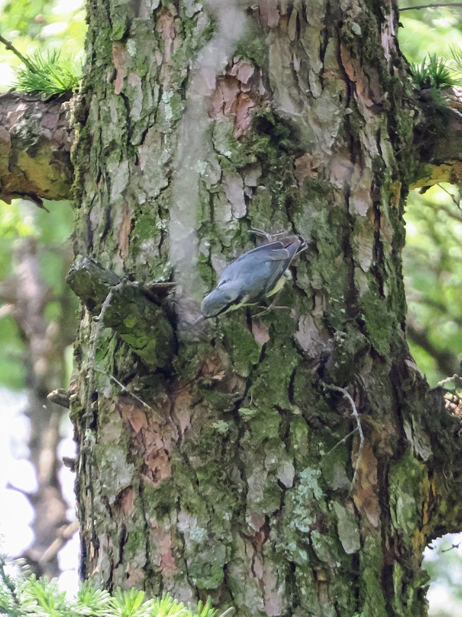 Eurasian Nuthatch - ML638215787