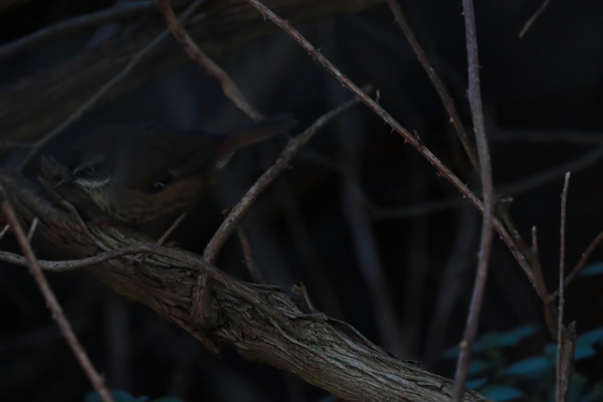 White-browed Scrubwren - ML638215788