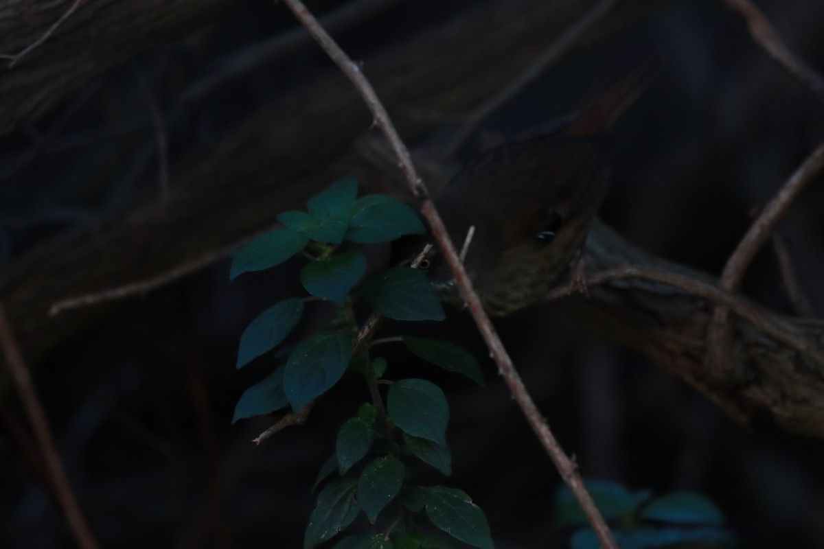 White-browed Scrubwren - ML638215789