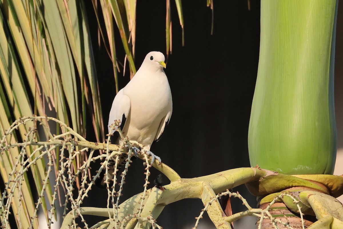 Torresian Imperial-Pigeon - ML638215790