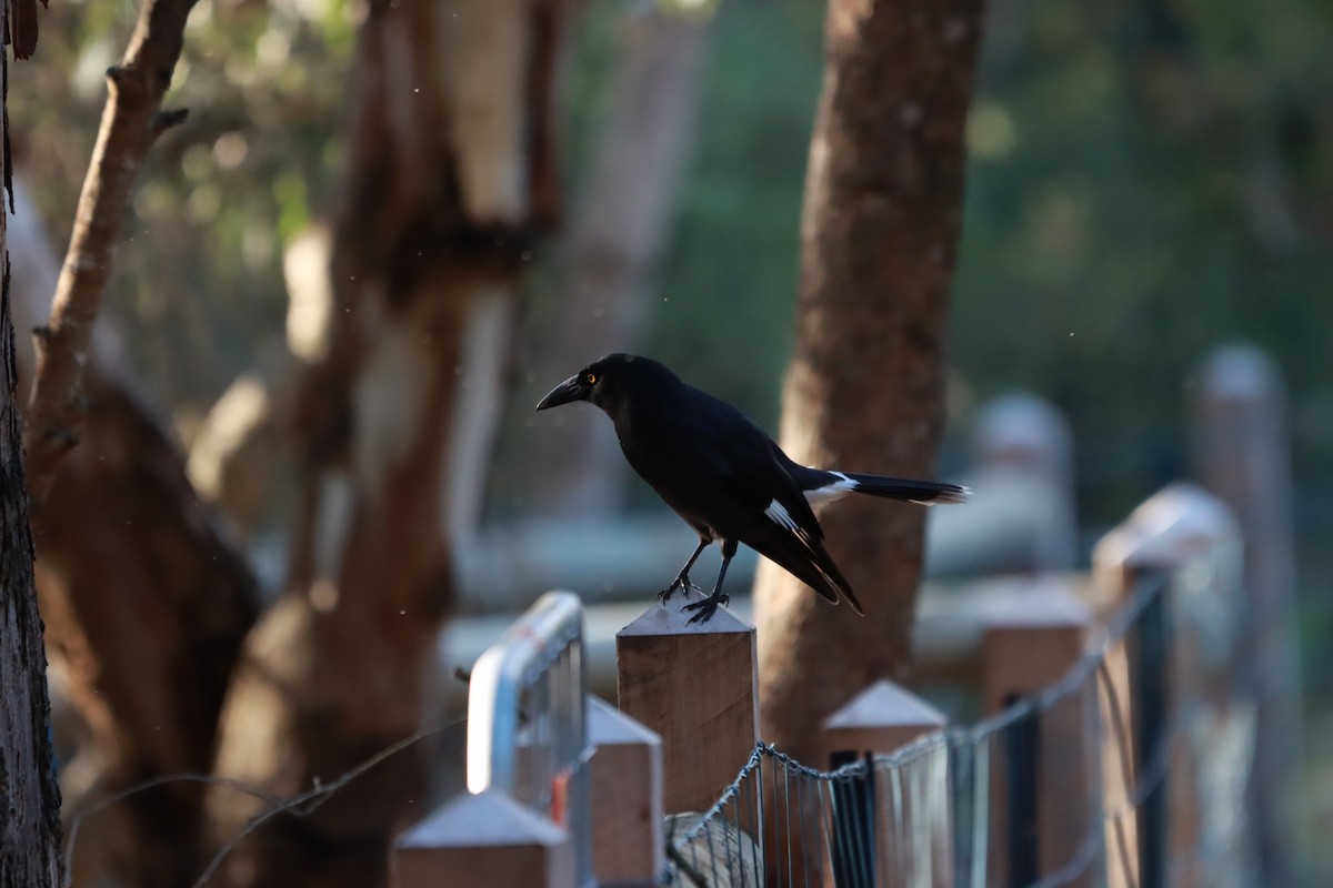 Pied Currawong - ML638215801