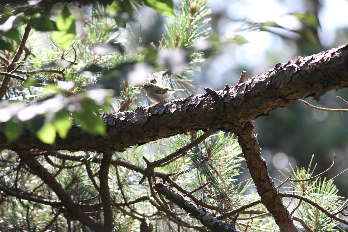 Hartert's Leaf Warbler - ML638215803