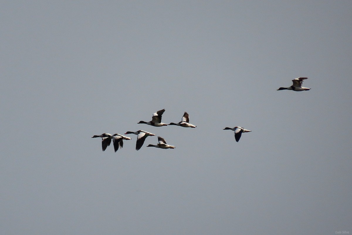 Common Shelduck - ML638215815