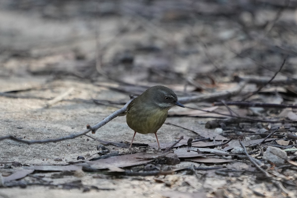 White-browed Scrubwren - ML638215823