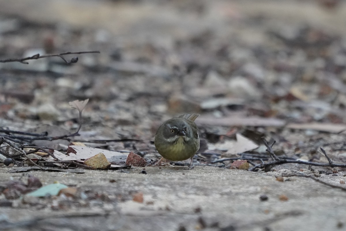 White-browed Scrubwren - ML638215824
