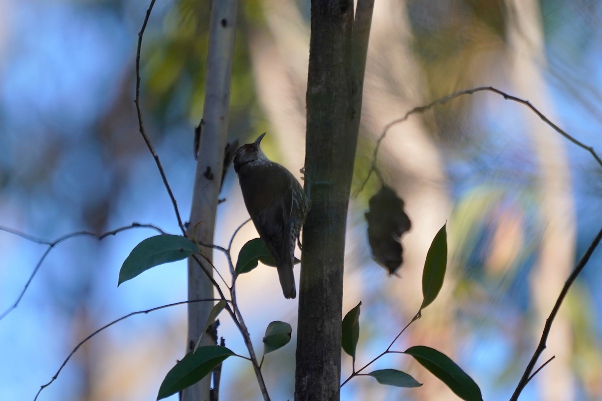 Red-browed Treecreeper - ML638215834