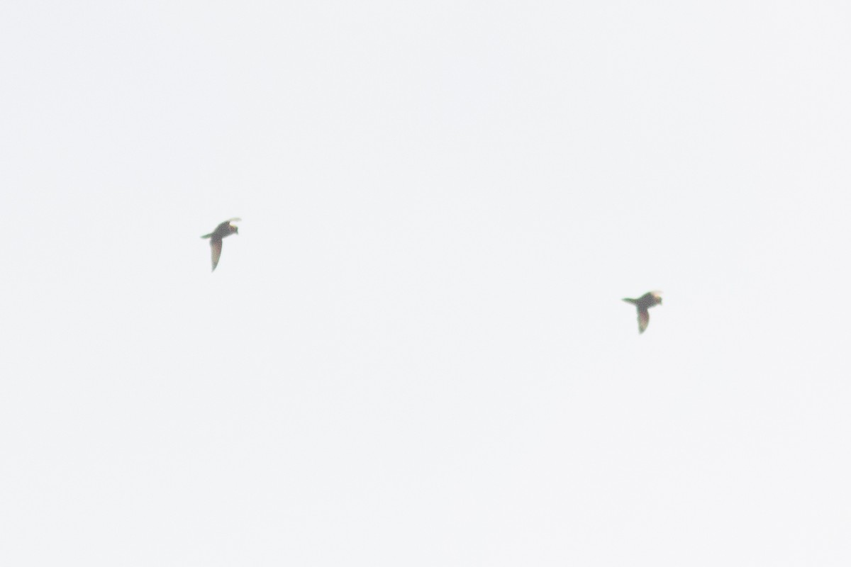 Blue-rumped Parrot - ML638215835