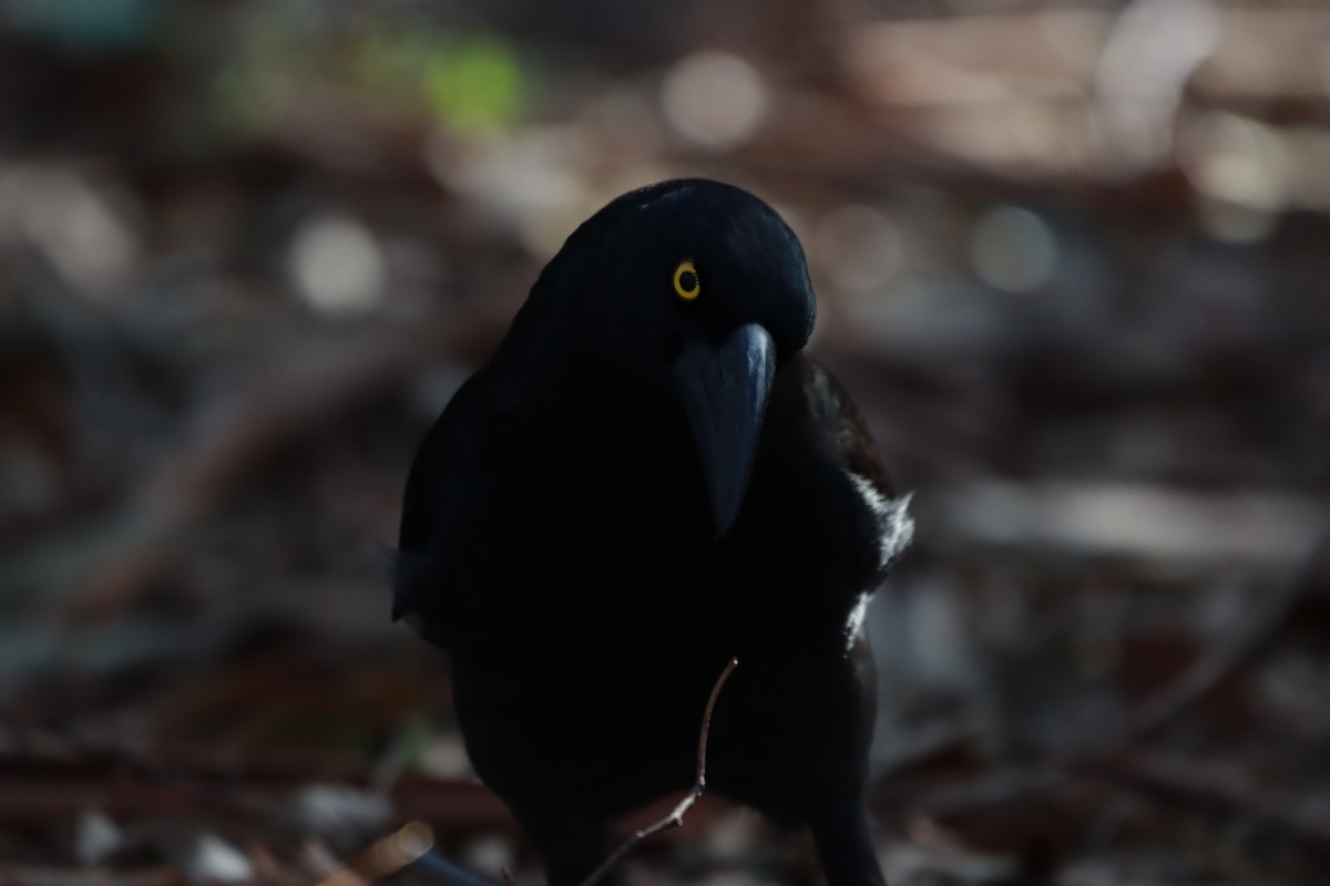 Pied Currawong - ML638215836