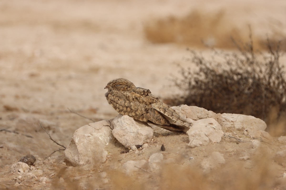 Egyptian Nightjar - ML638215839
