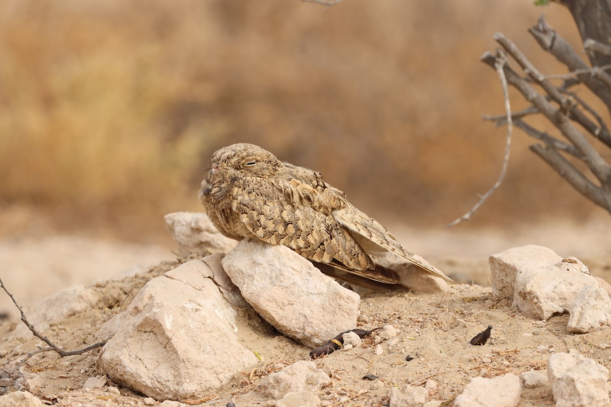 Egyptian Nightjar - ML638215840