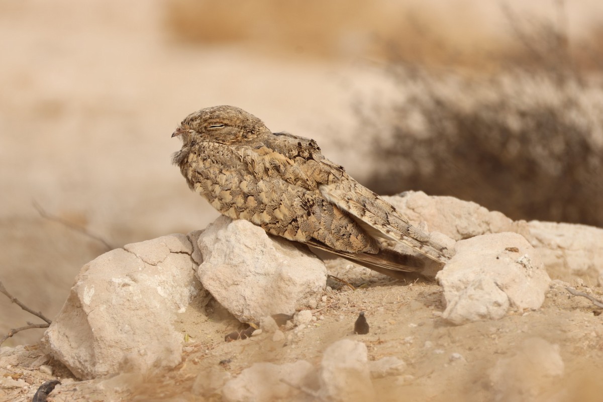 Egyptian Nightjar - ML638215841