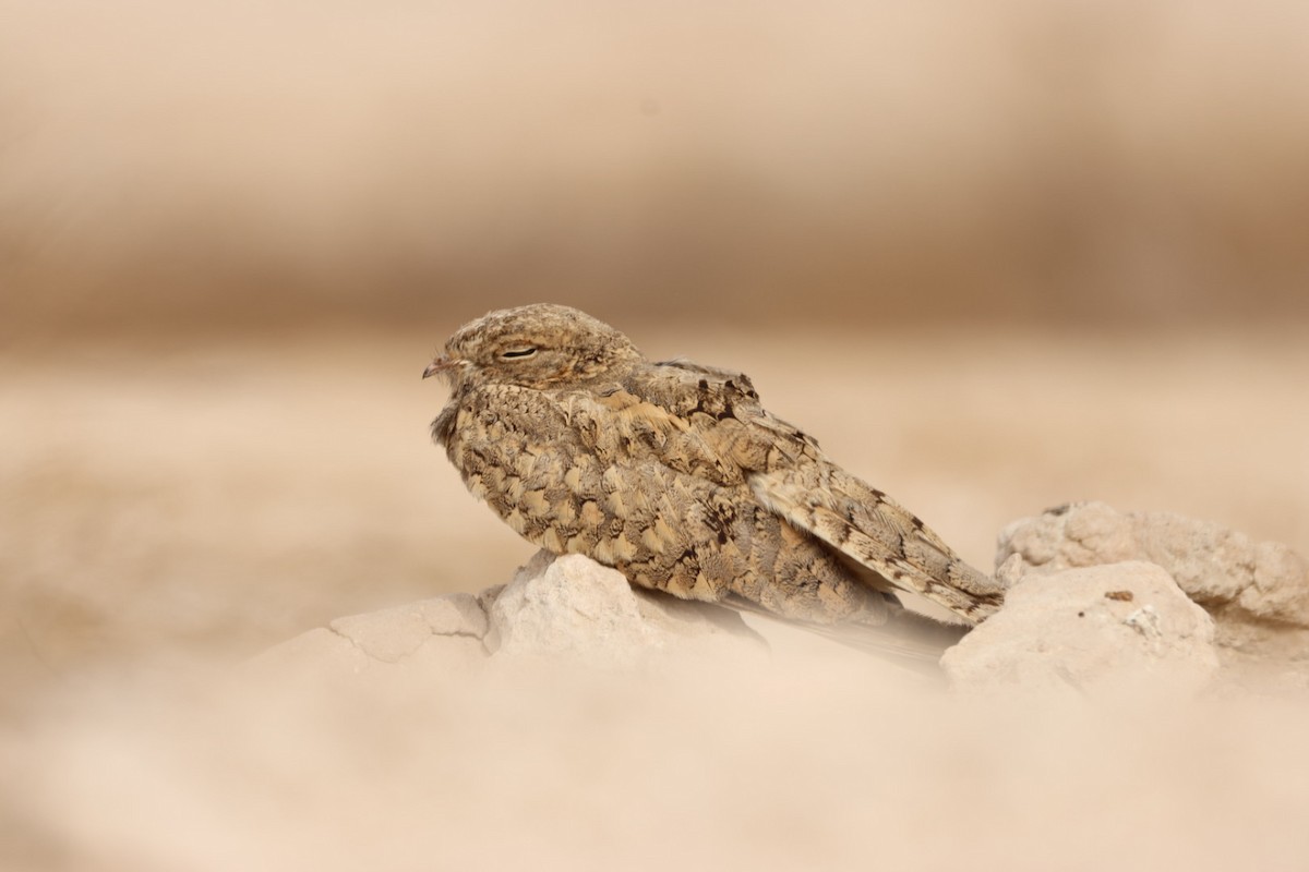 Egyptian Nightjar - ML638215842