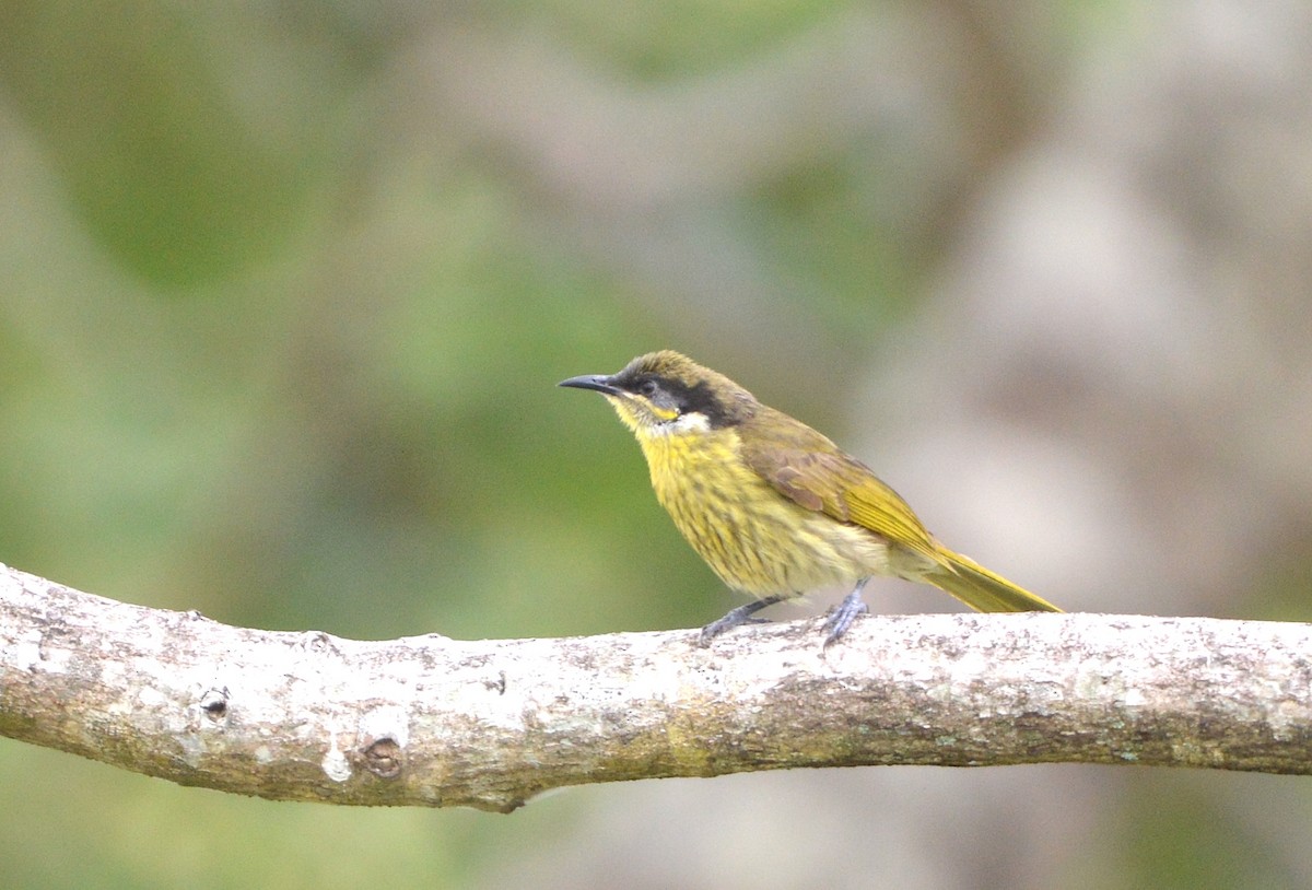 Varied Honeyeater - ML638215845