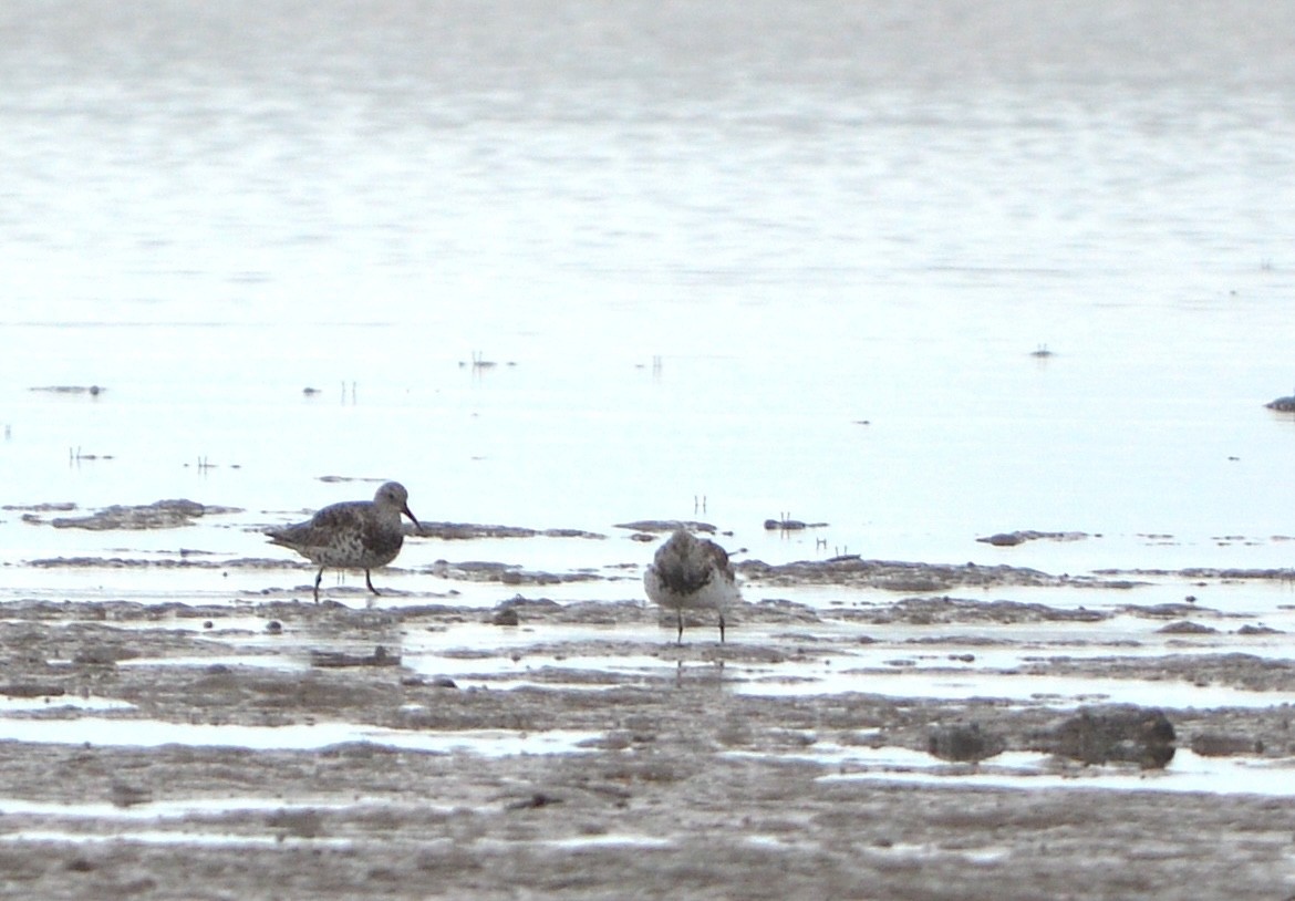 Great Knot - ML638215882