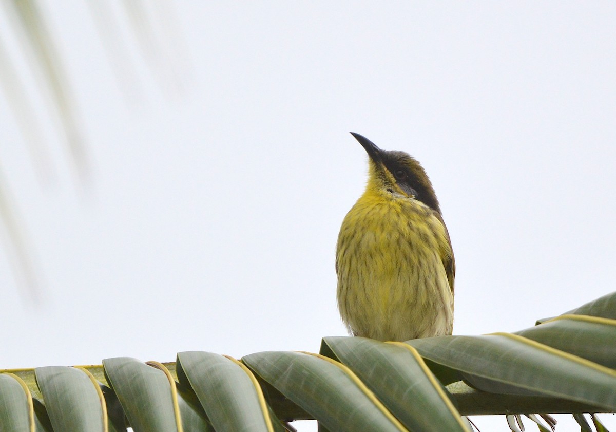Varied Honeyeater - ML638215883