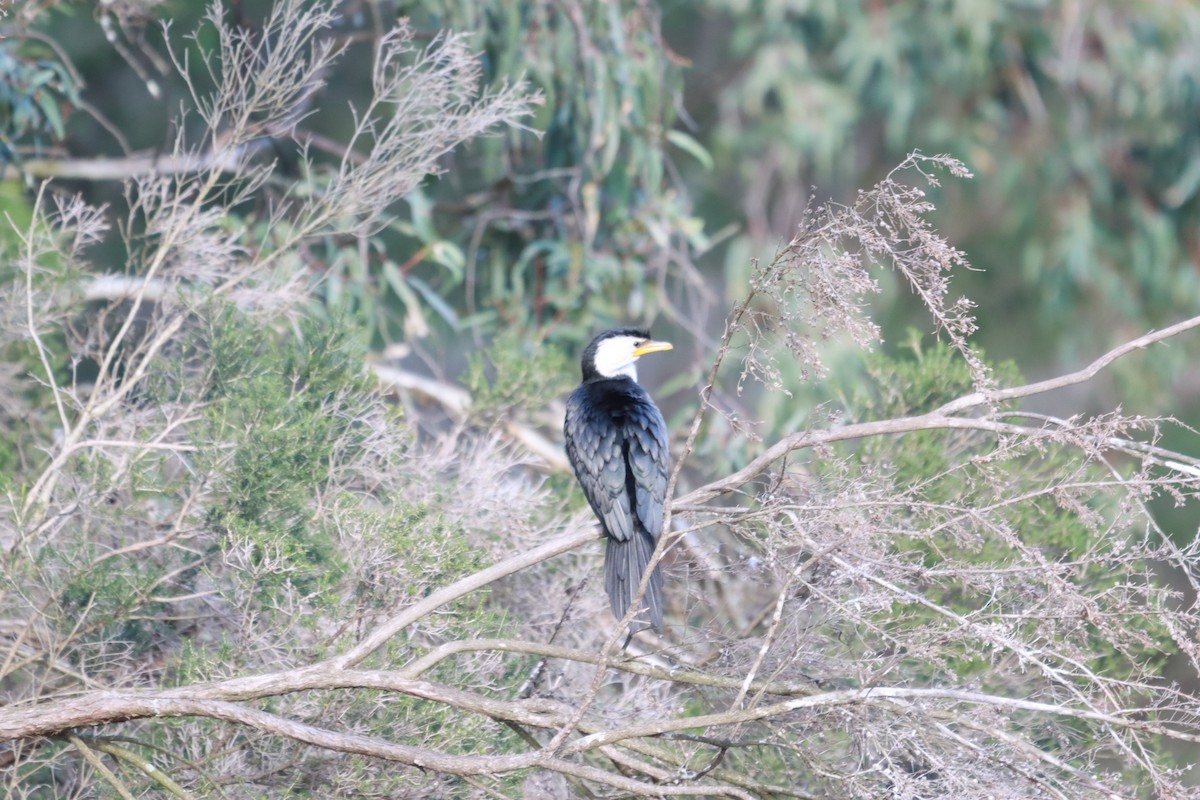 Little Pied Cormorant - ML638215885