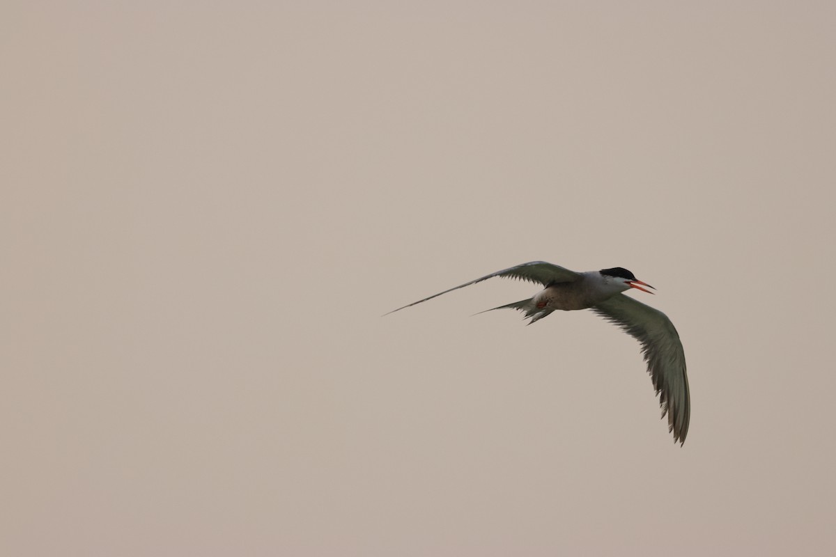 White-cheeked Tern - ML638215891