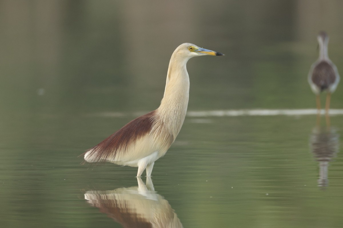 Indian Pond-Heron - ML638215896