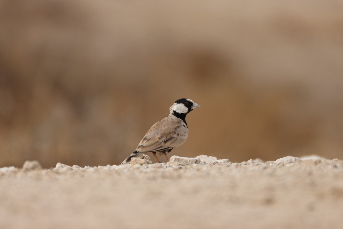 Black-crowned Sparrow-Lark - ML638215897