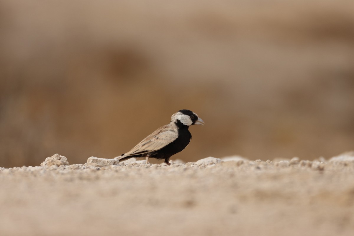 Black-crowned Sparrow-Lark - ML638215898