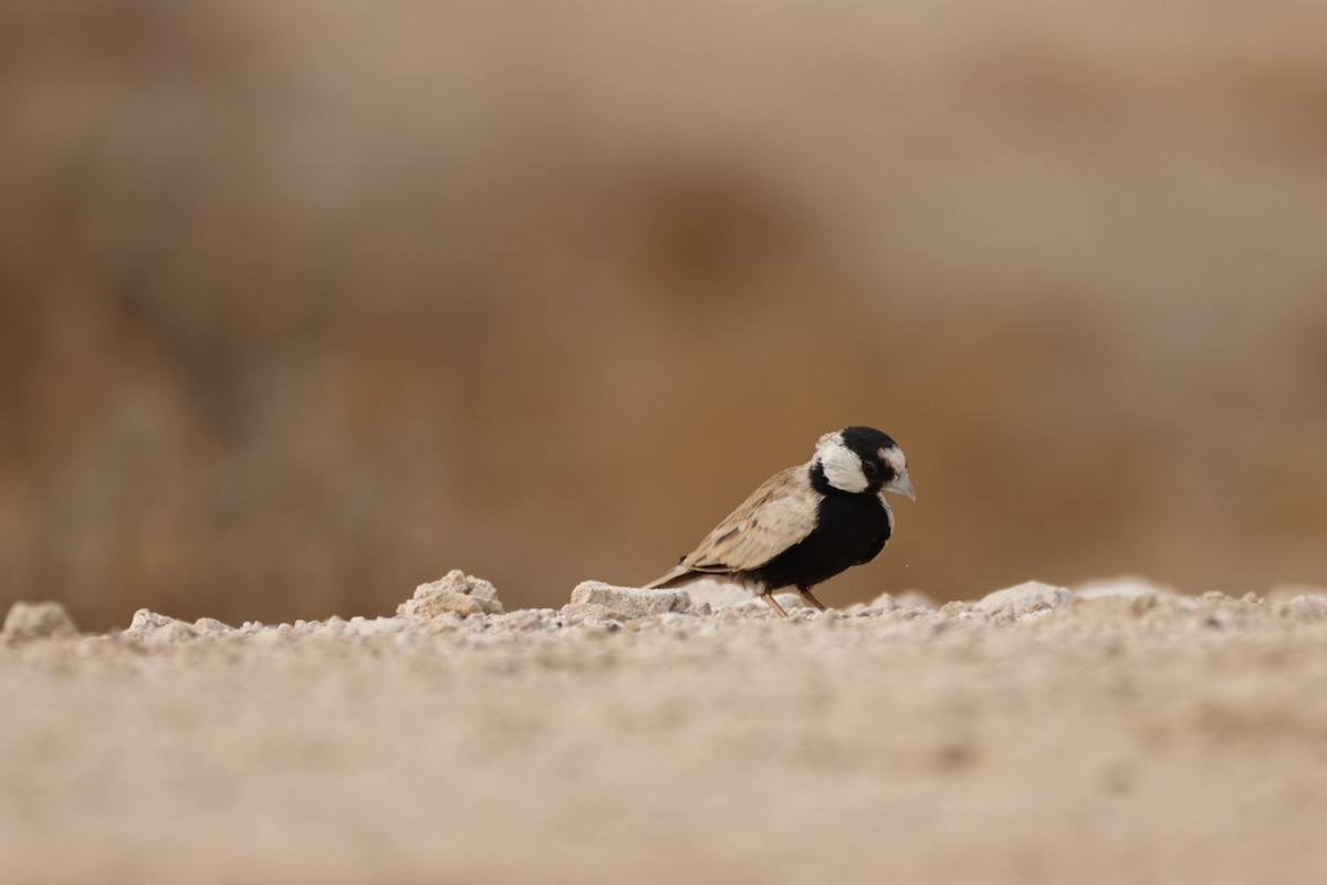 Black-crowned Sparrow-Lark - ML638215899