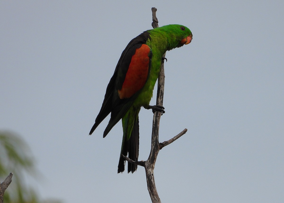 Red-winged Parrot - ML638215900