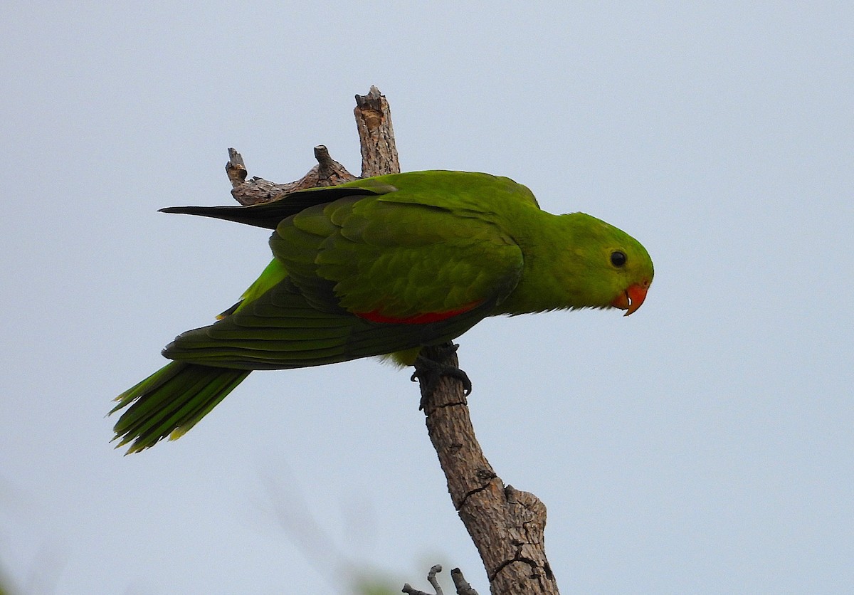 Red-winged Parrot - ML638215902
