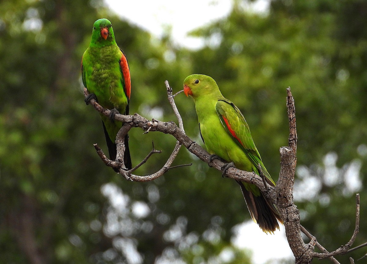 Red-winged Parrot - ML638215903