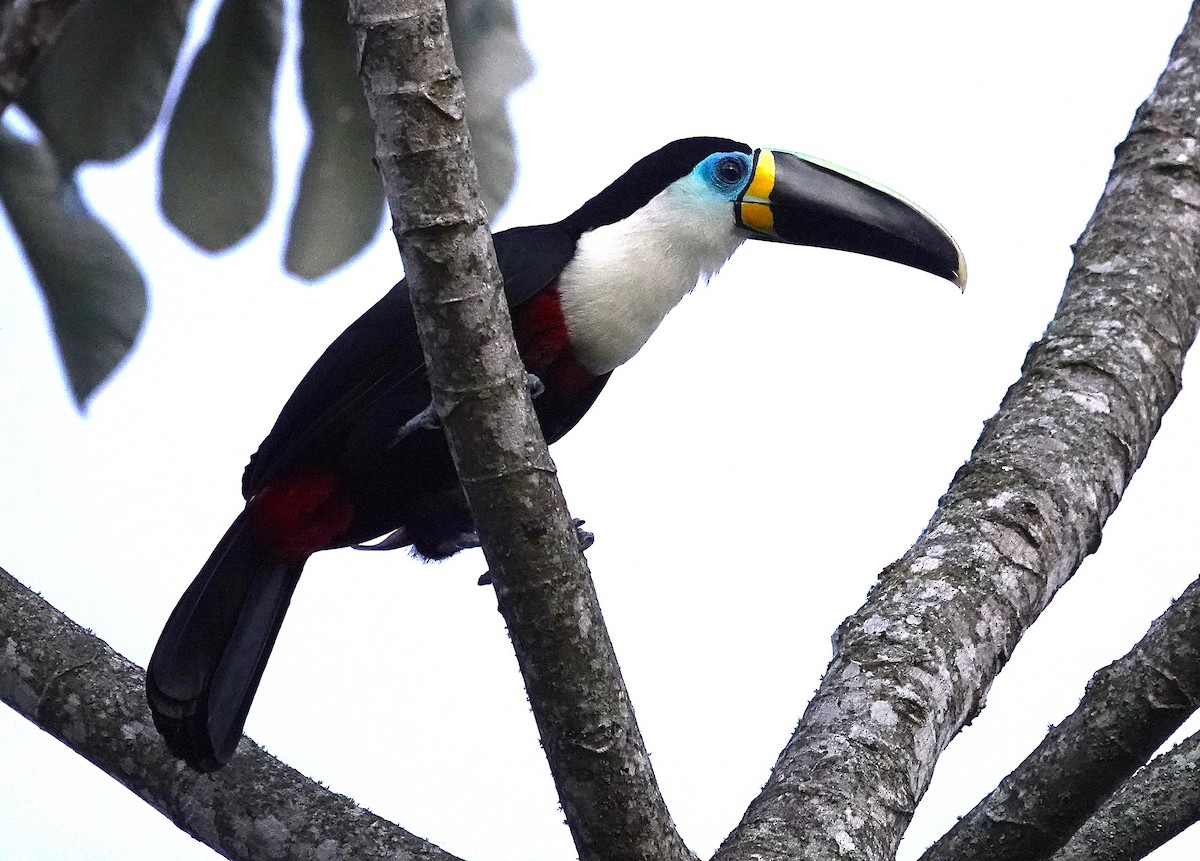 Channel-billed Toucan - ML638215905