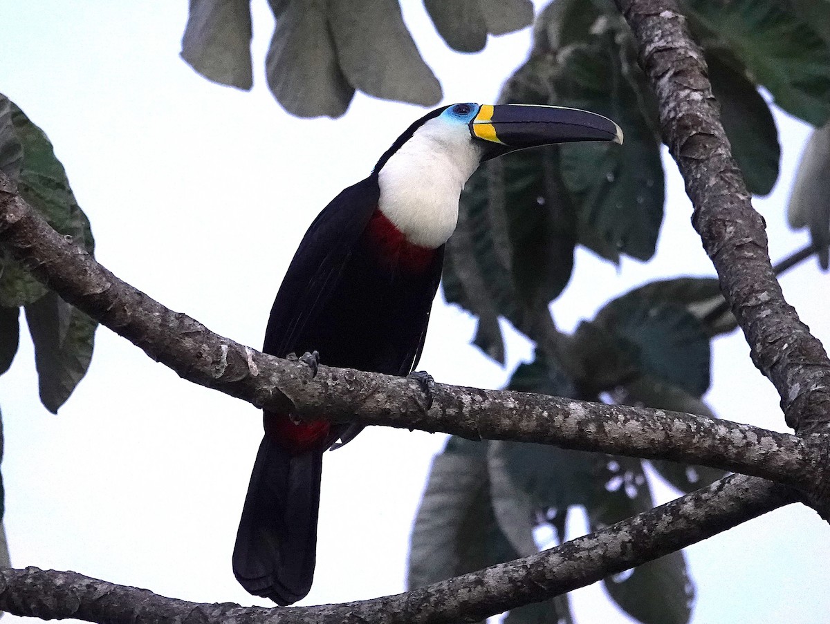 Channel-billed Toucan - ML638215906