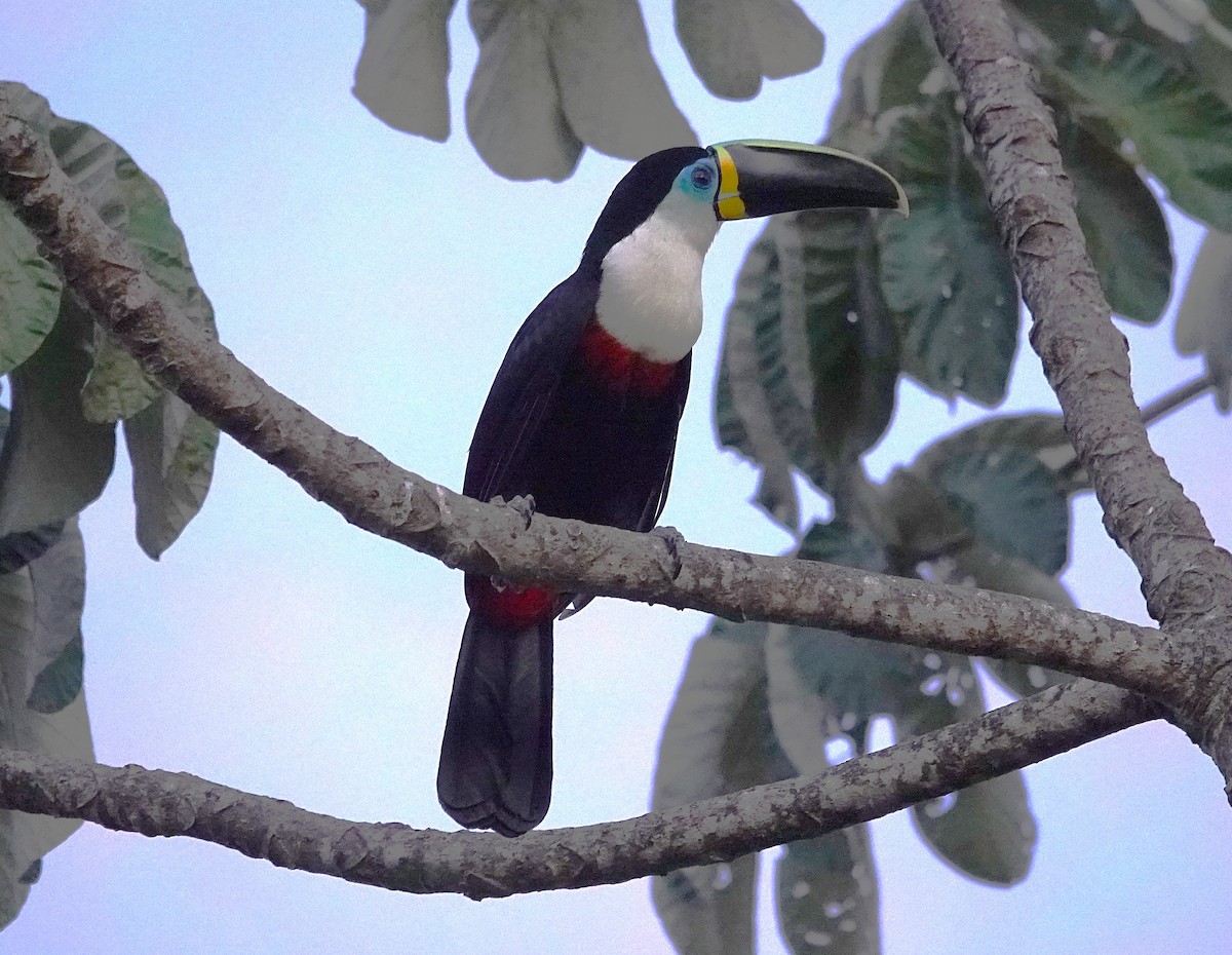 Channel-billed Toucan - ML638215907