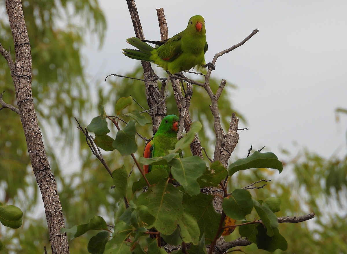 Red-winged Parrot - ML638215908