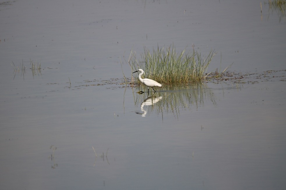 Little Egret - ML63821591