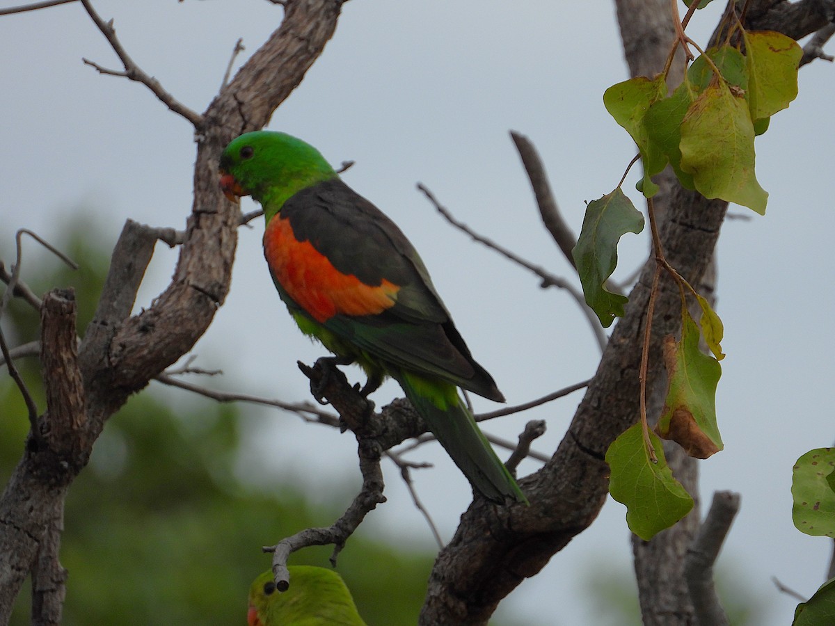 Red-winged Parrot - ML638215910